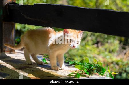 A small orange and white kitten is standing on a ledge next to a fence. The kitten appears to be curious and is looking at something behind the fence Stock Photo