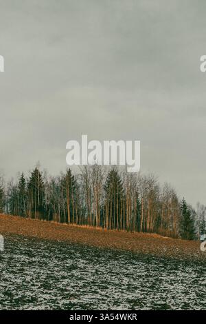 Forest by a field in winter, Toten, Norway Stock Photo