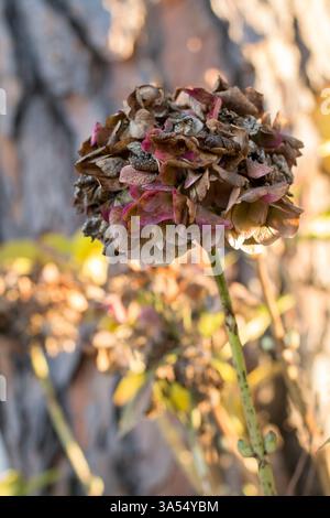 A withered hydrangea with dry petals in shades of brown and purple stands out against the background of a tree trunk. The warm sunlight highlights its Stock Photo