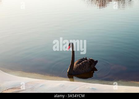 A graceful black swan floats peacefully on a calm lake, with soft reflections on the water. The natural light creates a serene and harmonious atmosphe Stock Photo