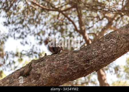 A small squirrel perches on a tree branch in a sunlit forest. Natural light highlights the details of its fur and the tree bark’s texture. Concept of Stock Photo