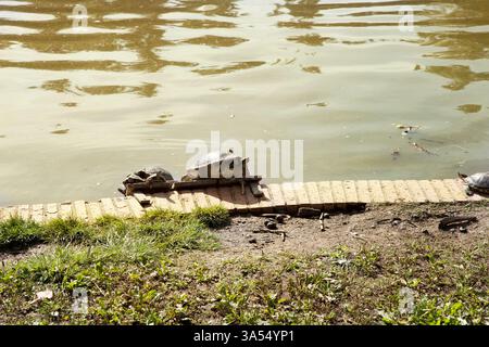 Two turtles rest on a brick platform by a pond, enjoying the sunlight. Water reflections and vegetation create a peaceful natural setting Stock Photo