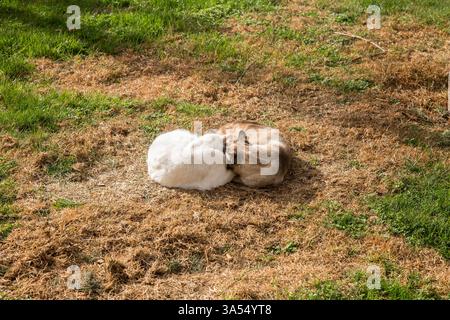 Two cats rest together on a grassy patch with green and brown tones, forming a circular shape with their bodies. One is white, while the other has bei Stock Photo