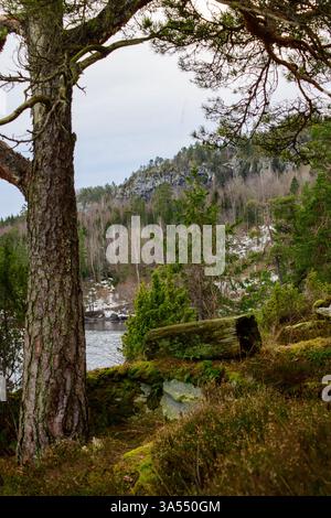 Vertical photo of pine tree and a hollow log lying on the ground in natural surroundings in Horten, Norway. Stock Photo
