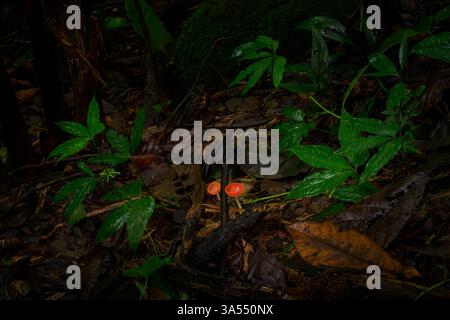 Red cup fungus (Cookeina speciosa) growing on forest floor in tropical rain forest, Costa Rica. Stock Photo