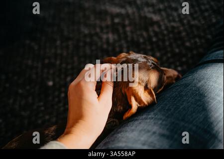 Hand Petting Sleeping Dachshund Puppy on Owner's Lap in Warm Sunlight Stock Photo