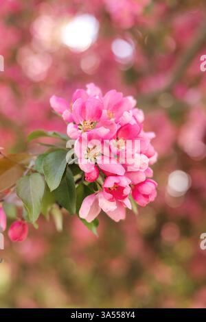 Close up of vibrant pink cherry blossoms in bloom on tree branch Stock Photo