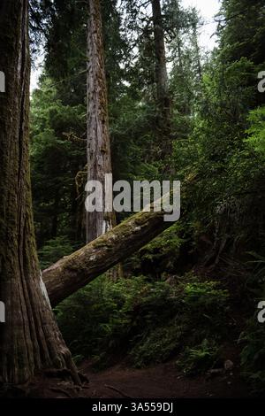 A Fallen Tree in the Lush Green Undergrowth of Mount Rainier Stock Photo