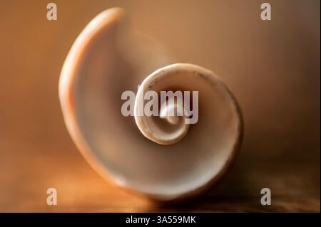 Macro neutral spiral seashell on brown table Stock Photo