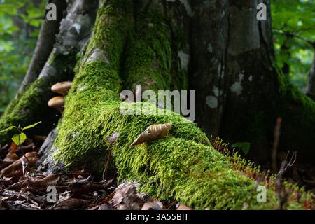 Dry leaf lay on tree root covered with moss close up, forest landscape Stock Photo
