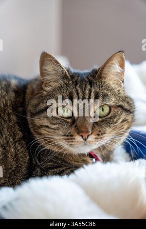 Cat on a plaid looking at the lens wit big eyes Stock Photo