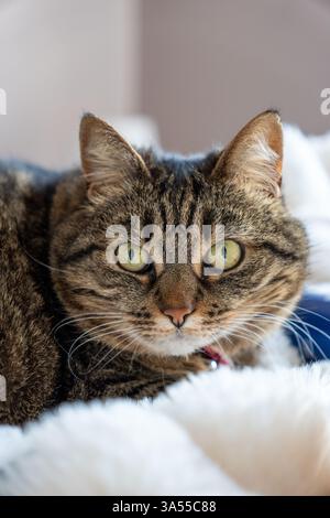Cat on a plaid looking at the lens wit big eyes Stock Photo