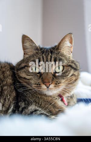 Cat on a plaid looking at the lens wit big eyes Stock Photo
