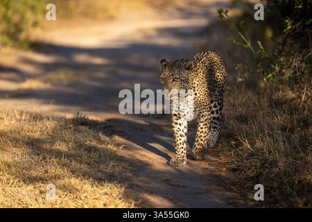 Female leopard walks along track in sunlight Stock Photo