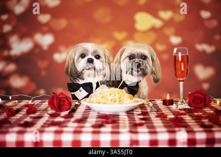 2 Shih Tzu Stock Photo