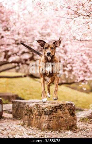 Podenco-Mongrel Stock Photo