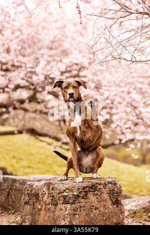 Podenco-Mongrel Stock Photo