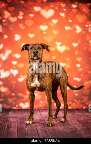 Podenco-Mongrel Stock Photo