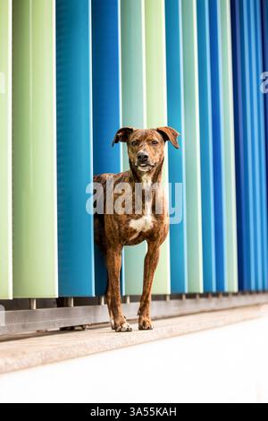 Podenco-Mongrel Stock Photo