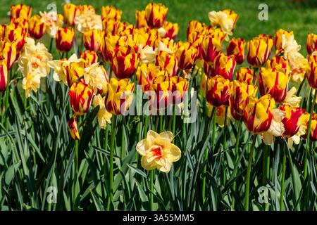 Orange tulips and daffodils on flower bed in the garden Stock Photo