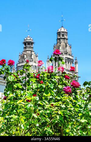 Flowering rose bush with the two towers of the Tours cathedral in background - Tours, Indre-et-Loire (37), France. Stock Photo