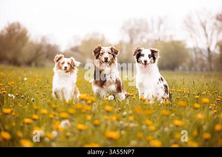 mongrels Stock Photo