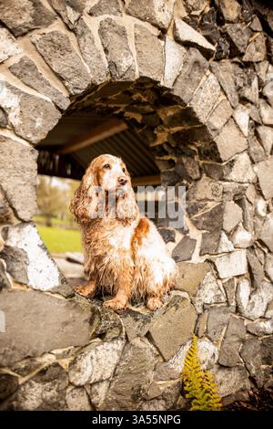 English Cocker Spaniel Stock Photo