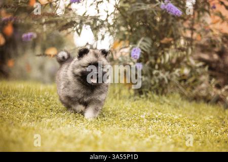 Keeshond Puppy Stock Photo