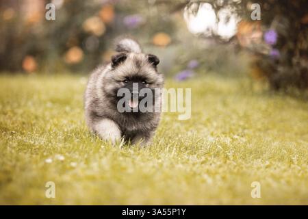 Keeshond Puppy Stock Photo