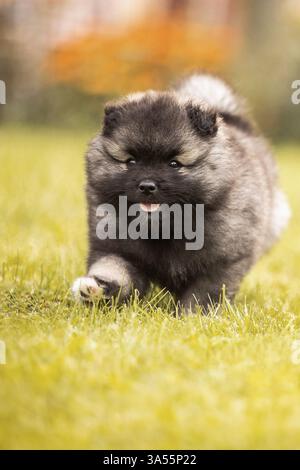 Keeshond Puppy Stock Photo