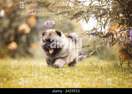 Keeshond Puppy Stock Photo
