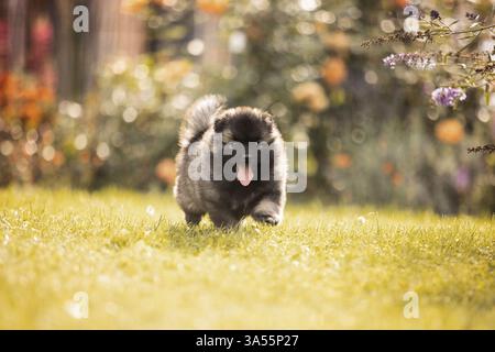 Keeshond Puppy Stock Photo