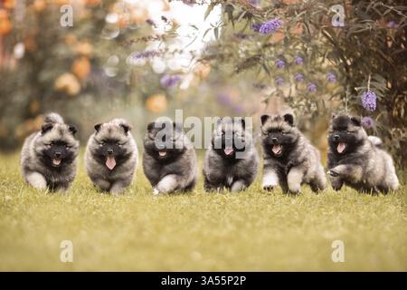 Keeshond Puppies Stock Photo