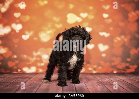 Miniature Poodle Stock Photo