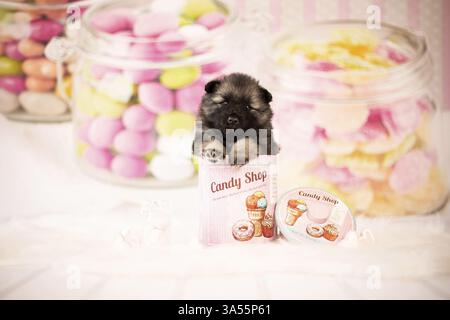 Keeshond Puppy Stock Photo