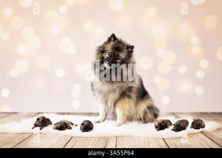 Keeshond Puppies Stock Photo