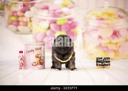 Keeshond Puppy Stock Photo
