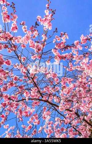 View upwards to flowers of ornamental Cherry (Prunus) tree "Sakura" against deep blue sky - Tours, Indre-et-Loire (37), France. Stock Photo