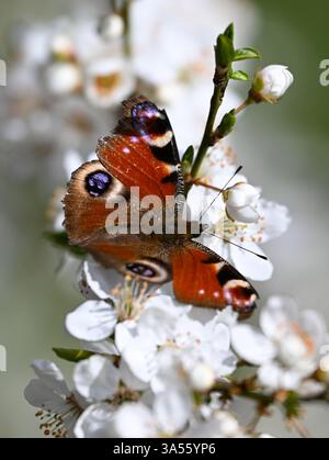 21 March 2025, Hesse, Frankfurt/Main: A peacock butterfly has settled on the blossoms of a cherry tree on the grounds of the MainÄppelHaus on Frankfurt's Lohrberg. Photo: Arne Dedert/dpa Stock Photo