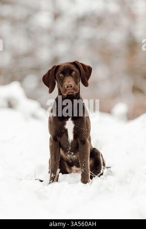 Deutsch-Kurzhaar-Labrador-Retriever Stock Photo