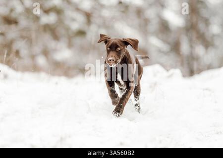 Deutsch-Kurzhaar-Labrador-Retriever Stock Photo
