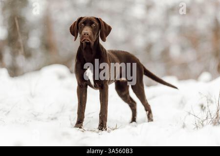 Deutsch-Kurzhaar-Labrador-Retriever Stock Photo