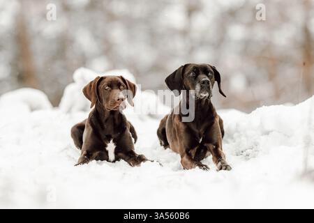 Deutsch-Kurzhaar-Labrador-Retriever Stock Photo