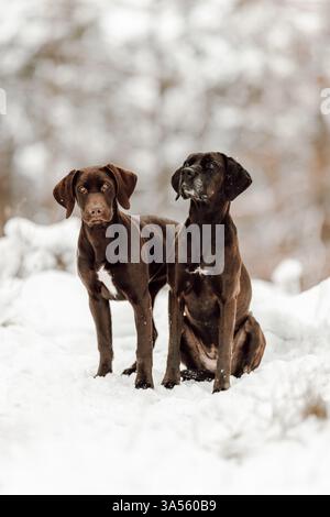 Deutsch-Kurzhaar-Labrador-Retriever Stock Photo