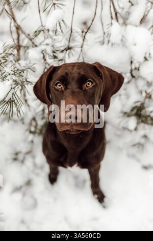 Deutsch-Kurzhaar-Labrador-Retriever Stock Photo