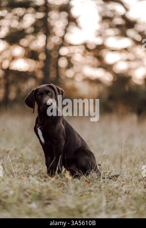 Deutsch-Kurzhaar-Labrador-Retriever Stock Photo