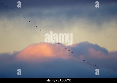 Birds flying in formation across a bruised sky at twilight. Skateraw, East Lothian, Scotland, UK Stock Photo
