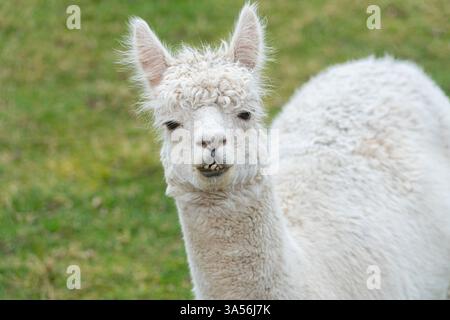 white Alpaca facing camera close up Stock Photo