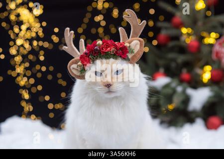 Ragdoll Stock Photo