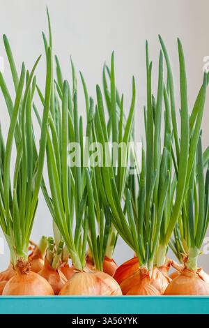 A close-up of fresh onions sprouting green shoots, growing in a plastic container. Ideal for home gardening and organic food concepts. Stock Photo